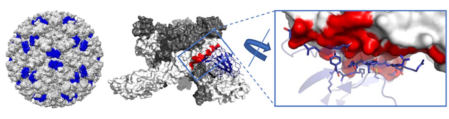 Mechanism for broad recognition of alphaviruses.