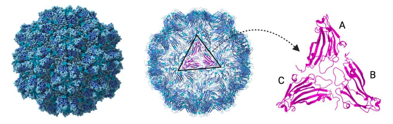 Cryo-EM structure of CSDaV (genus Marafivirus; family Tymoviridae).