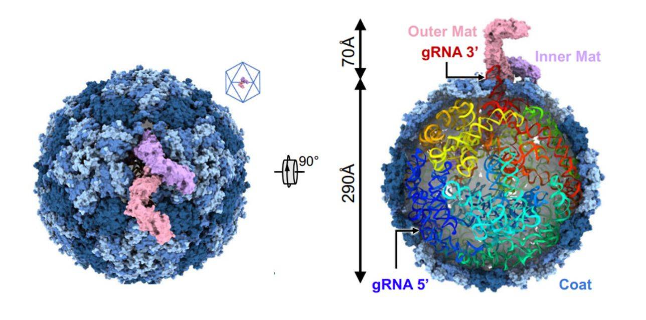 Cryo-EM structure of Acinetobacter phage AP205.