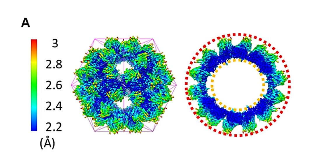 The overall structure of AMV VLPs.