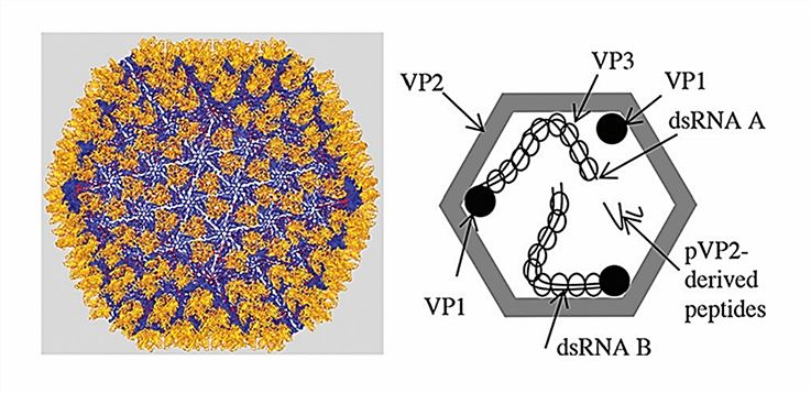 Structure of IBDV particles.