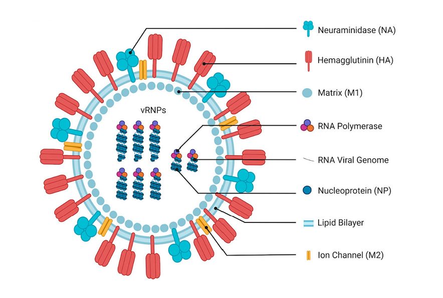 IAV virion structure.