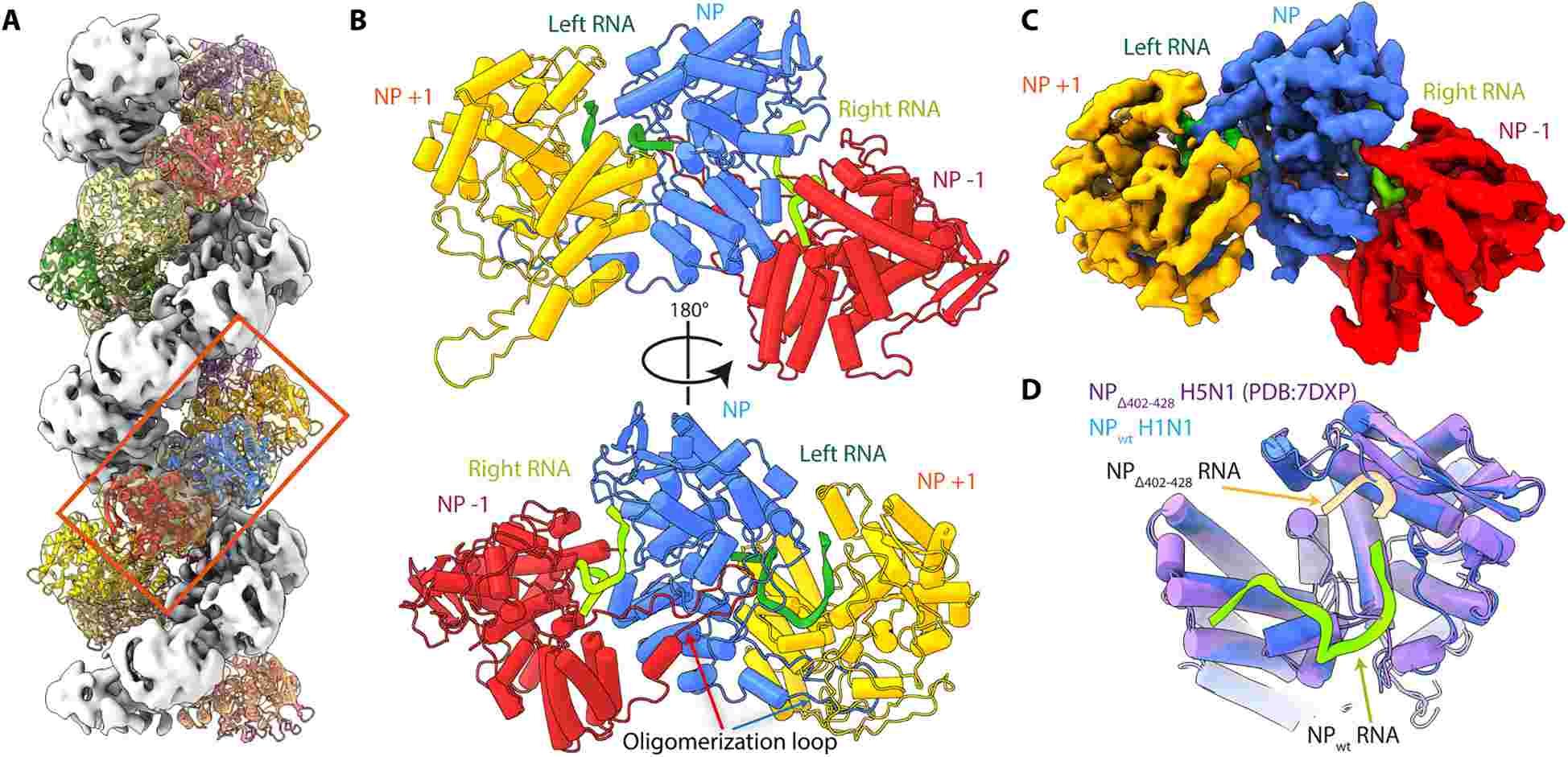 AIV local reconstruction and NP atomic model.