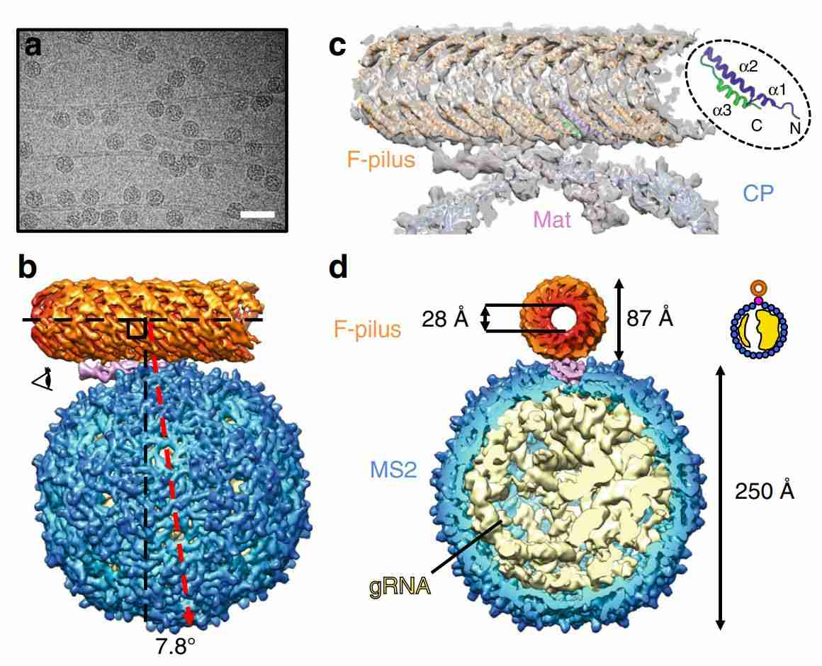 The overall architecture of the MS2/F-pilus complex.