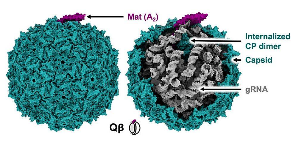 The atomic model of bacteriophage Qβ.