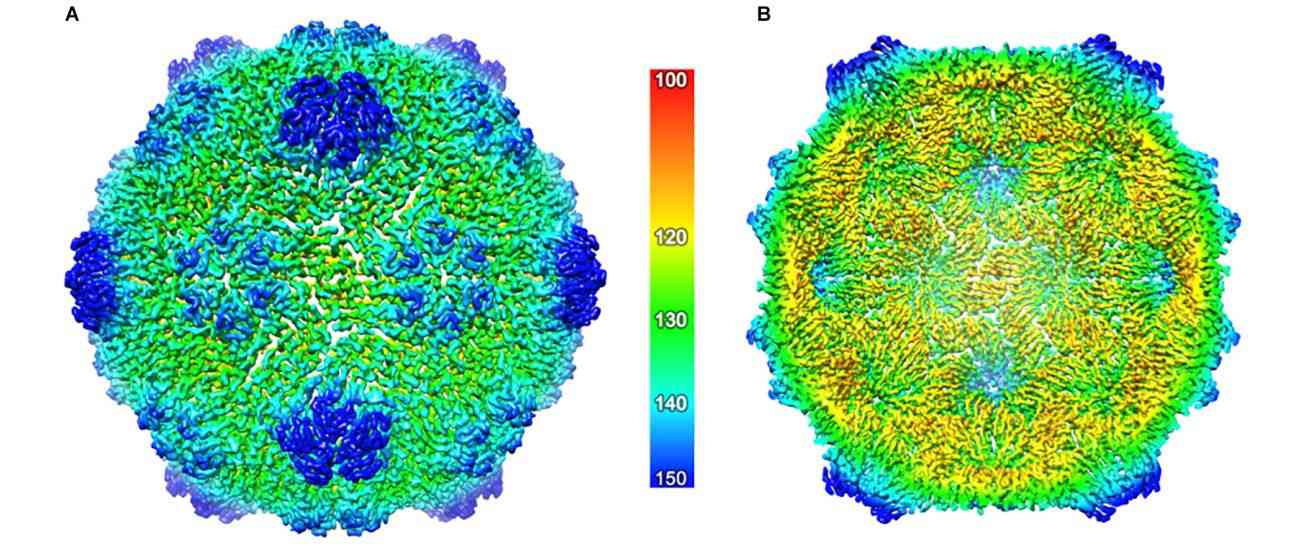 The cryo-EM structure of the ACNNV capsid.