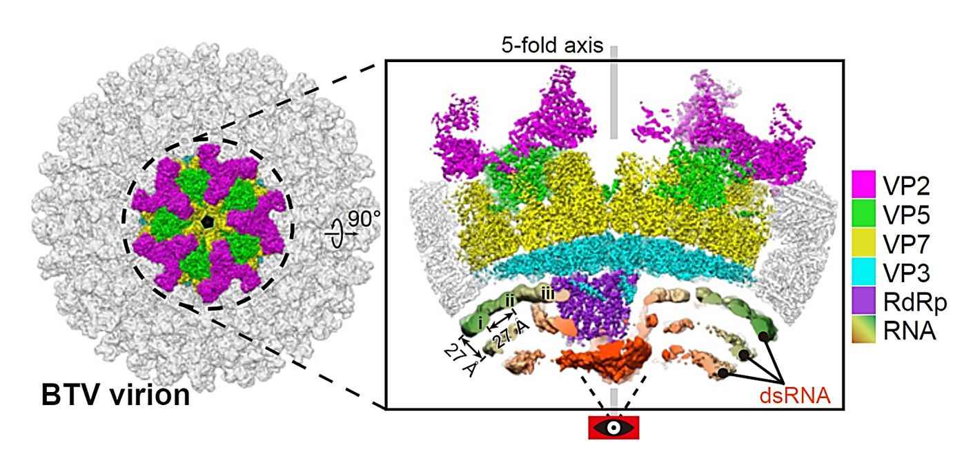 CryoEM reconstruction of the vertex region of BTV virion.