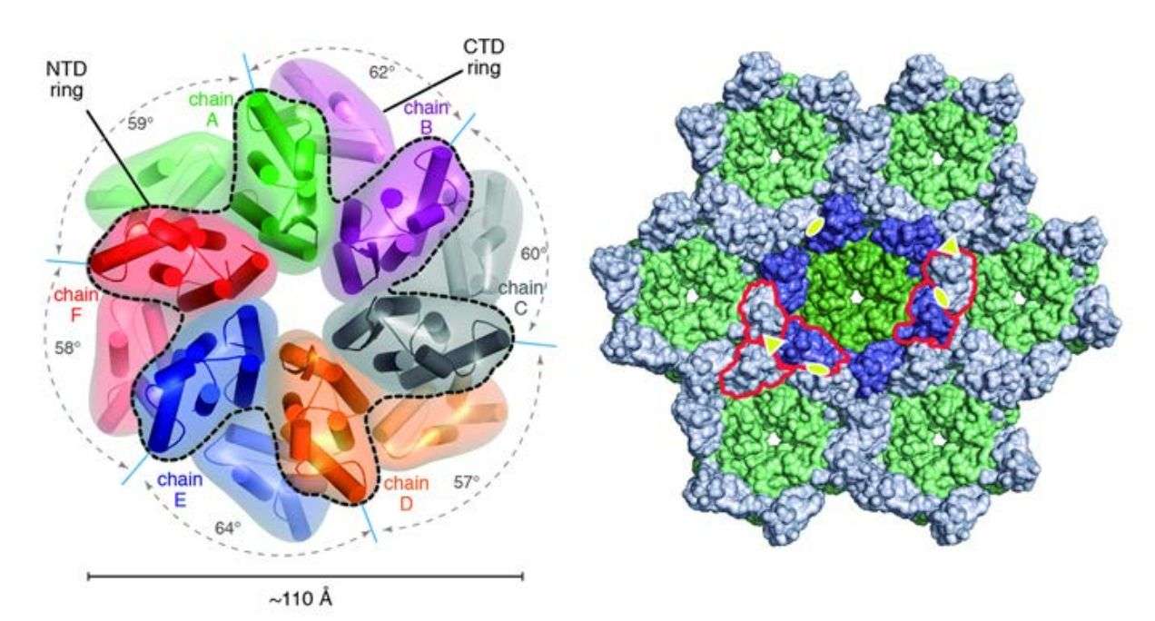 Structure of BLV CA and crystal packing.