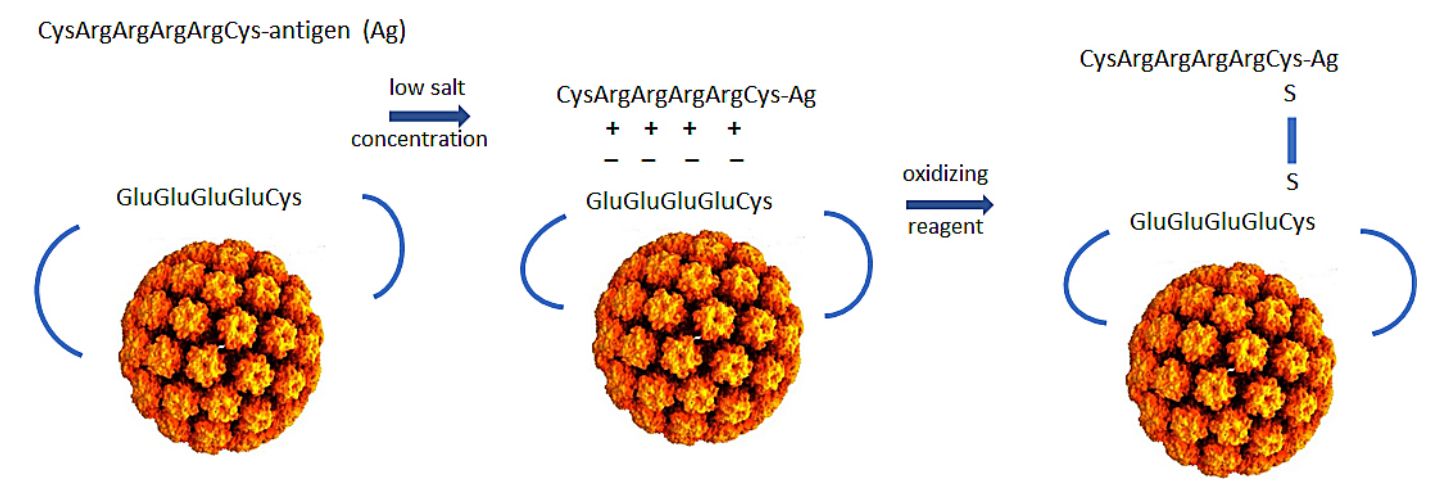 Design of polyionic BPV L1 protein VLP vaccine.