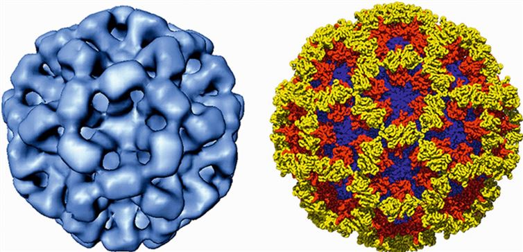Cryo-image (left) of the Norwalk virus-like particle and X-ray structure (right) of its capsid.