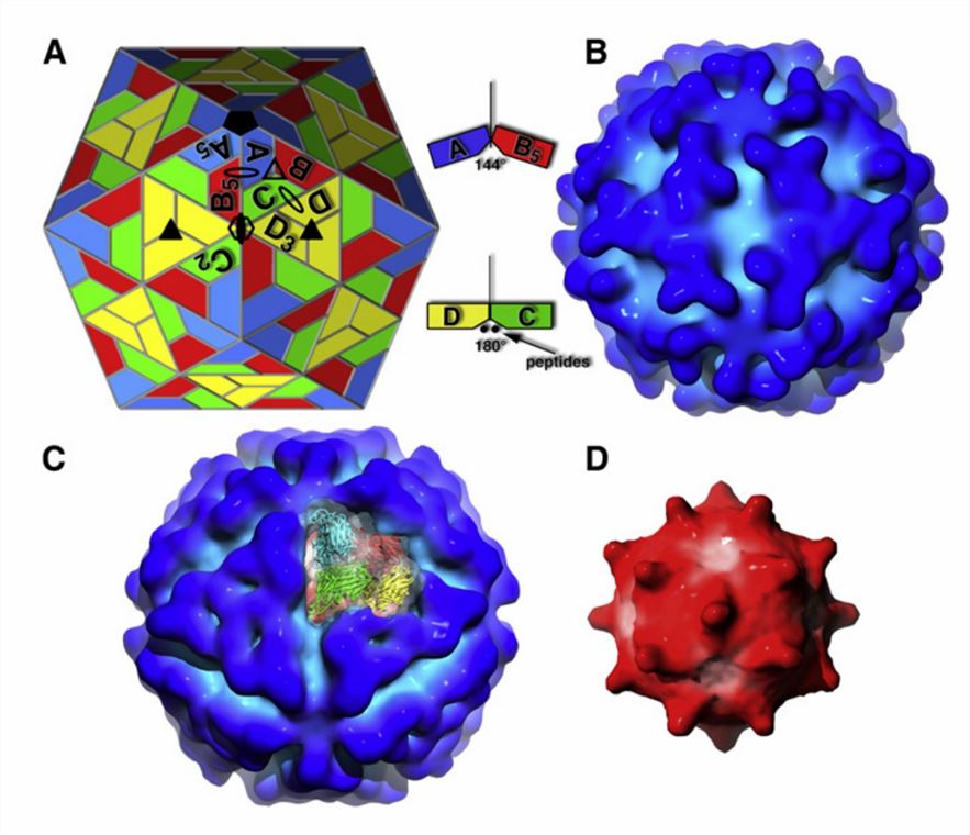 Cyro-electron microscopy reconstruction of Providence virus.