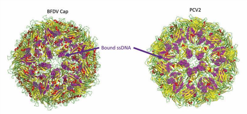 Structure of the circovirus BFDV and PCV2d VLP.