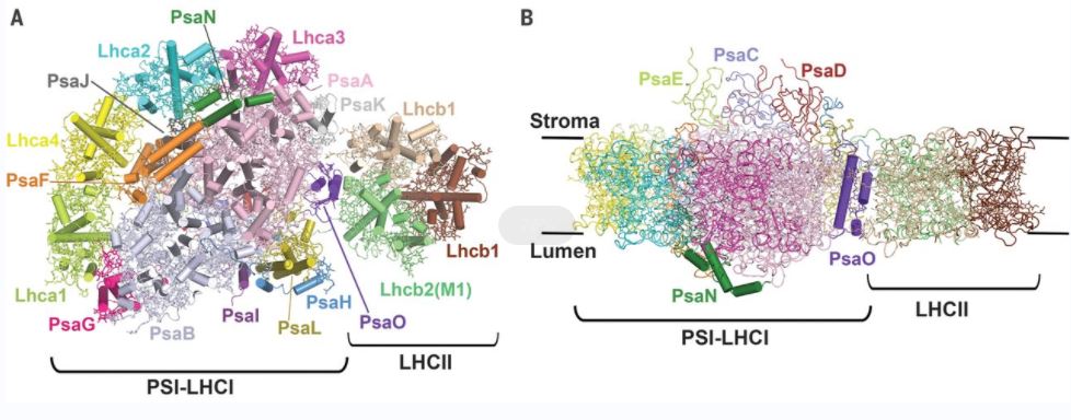 The maize PSI-LHCI-LHCII supercomplex.