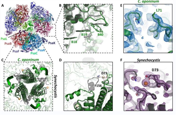 Trimeric structure of PSI from C. aponinum.