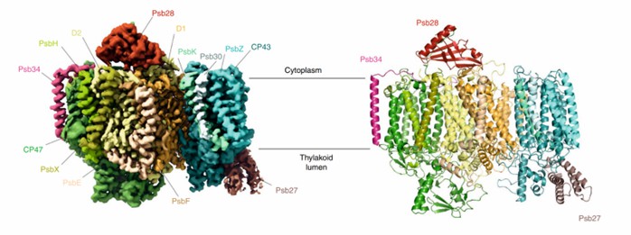 Crystal structure of PSII.