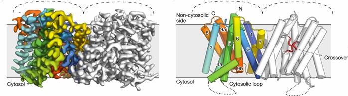 Schematic structure of the PIN8 dimer.