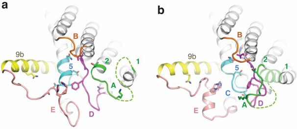  Structure of apoMraY from the cytoplasmic side (a) and bound to the inhibitor (b).