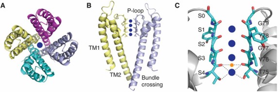 Structural details of KcsA.