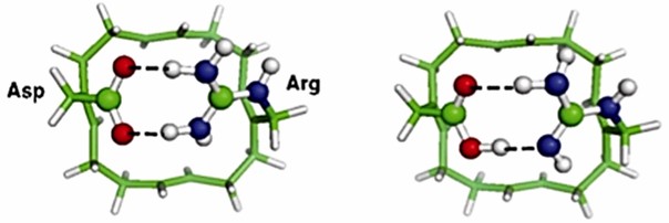 The ion-free Asp––Arg+ SF model.