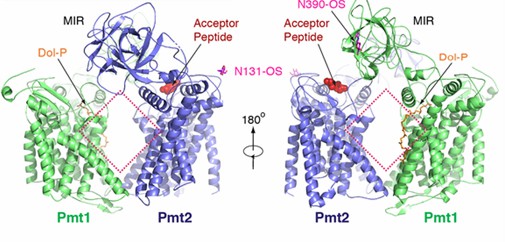 Schematic representation of the overall structure of the Pmt1-Pmt2 complex.