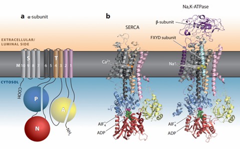 Structural architecture of P-type ATPases.