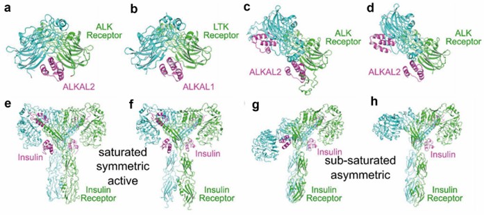 Ligand-bound dimeric RTK structures.