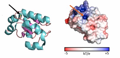 Cartoon and surface representations of the TSTD1 structure.