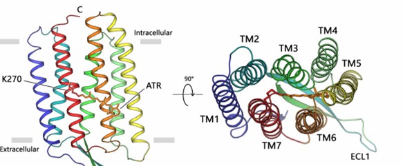 The overall architecture of fungal rhodopsin (LR).