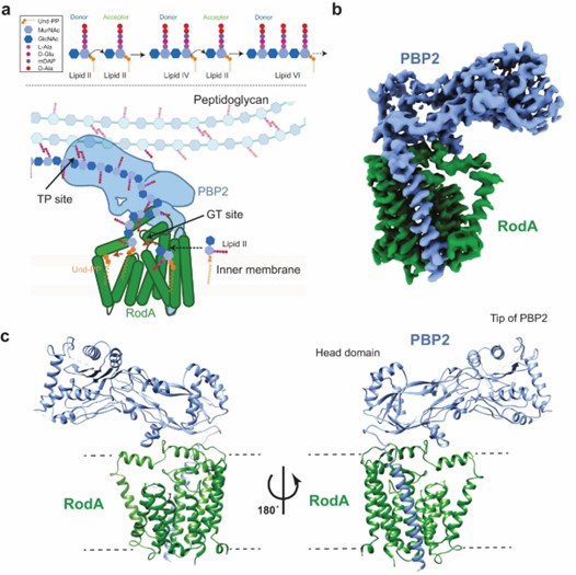 Mechanism and overall structure of RodA-PBP2 complex. (Tsukazaki T, 2019)