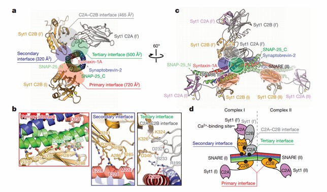 Crystal structure of the Syt1–SNARE complex.