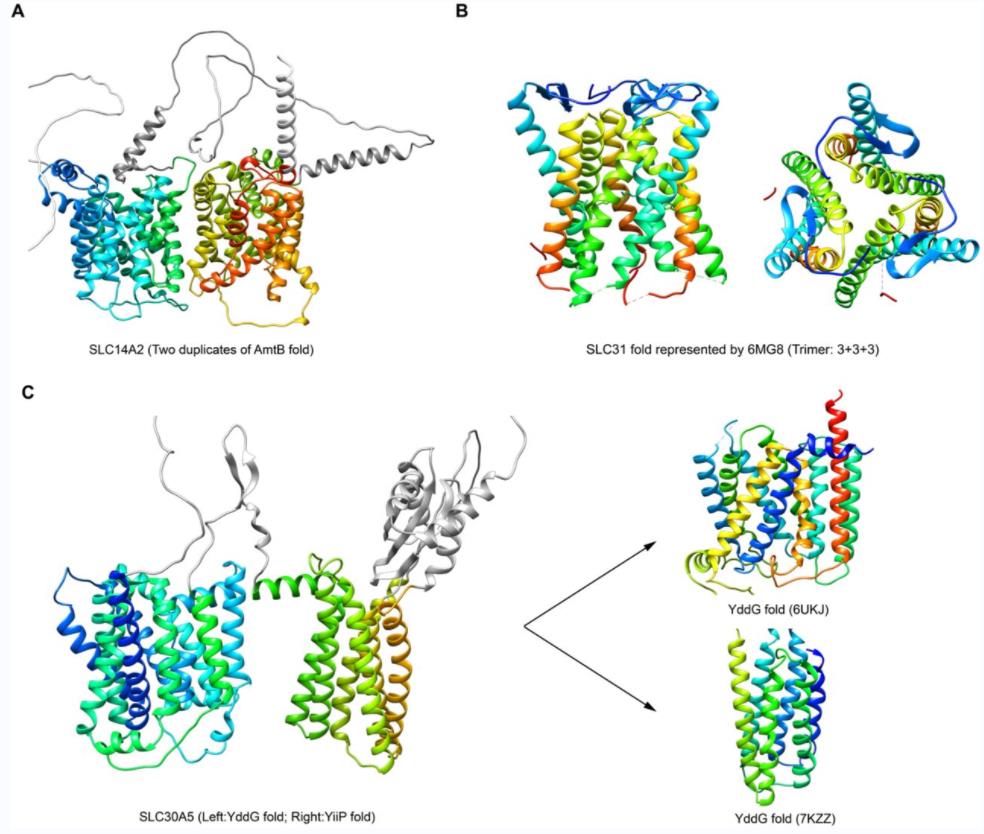 Folds of SLC14A2, SLC31, and SLC30A5.