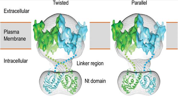 3D structural model of human AE1 dimer.