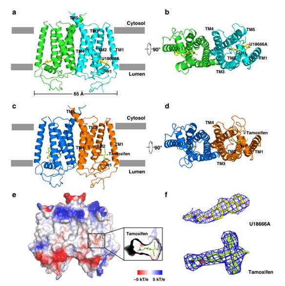Molecular architecture of human EBP.