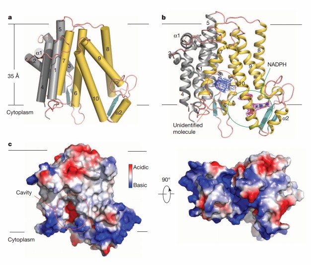 The molecular architecture of MaSR1.