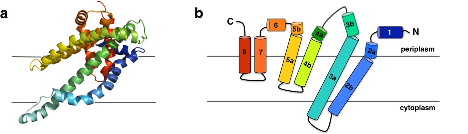 Structure and topology diagram of the P. denitrificans CysZ (PdCysZ) protomer.