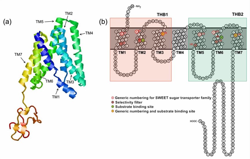 Structural features of the plant SWEET transporter.