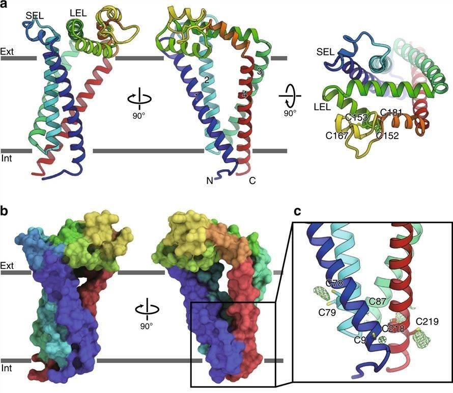 Crystal structure of human tetraspanins CD9.