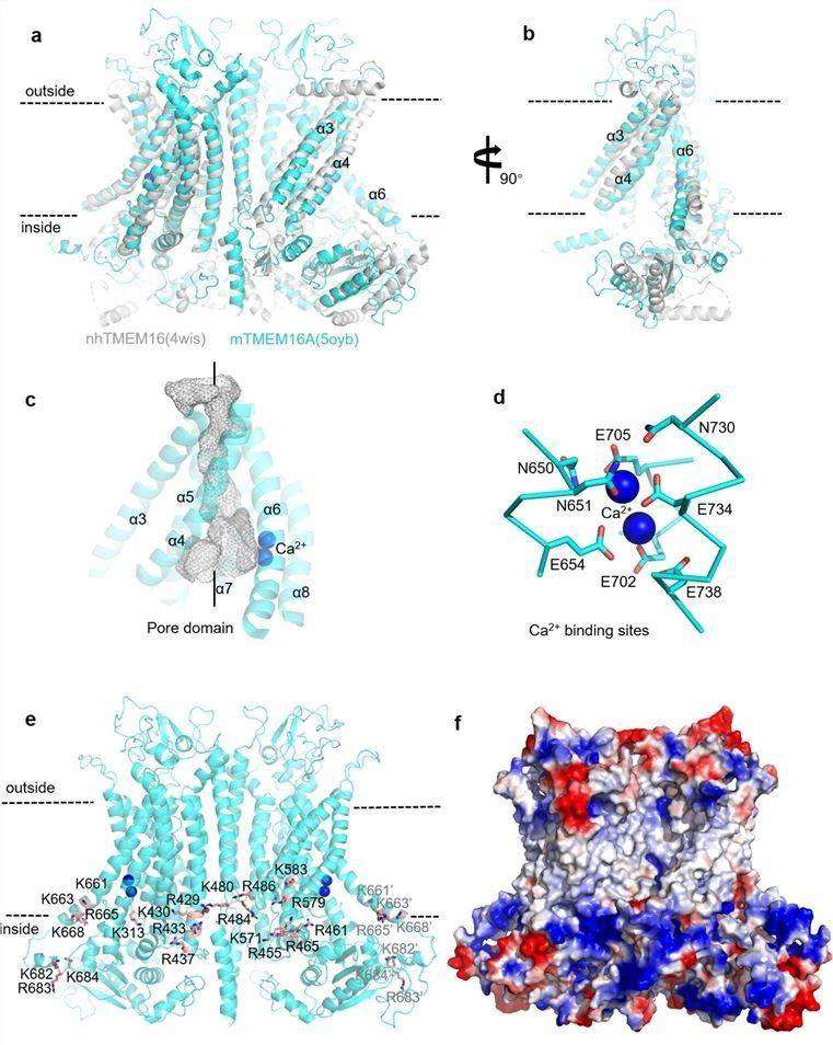 The molecular architecture of TMEM16A.