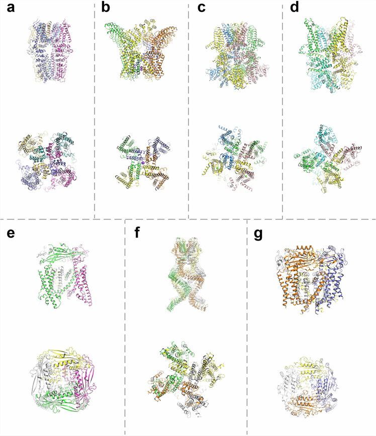 Structure of the TRP channel. a TRPA1; b TRPV1; c TRPM8; d TRPC3; e TRPML1; f TRPN; g TRPP2.