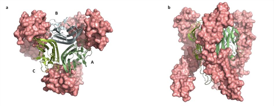 Top view (a) and side view (b) of TNF-TNFR1.