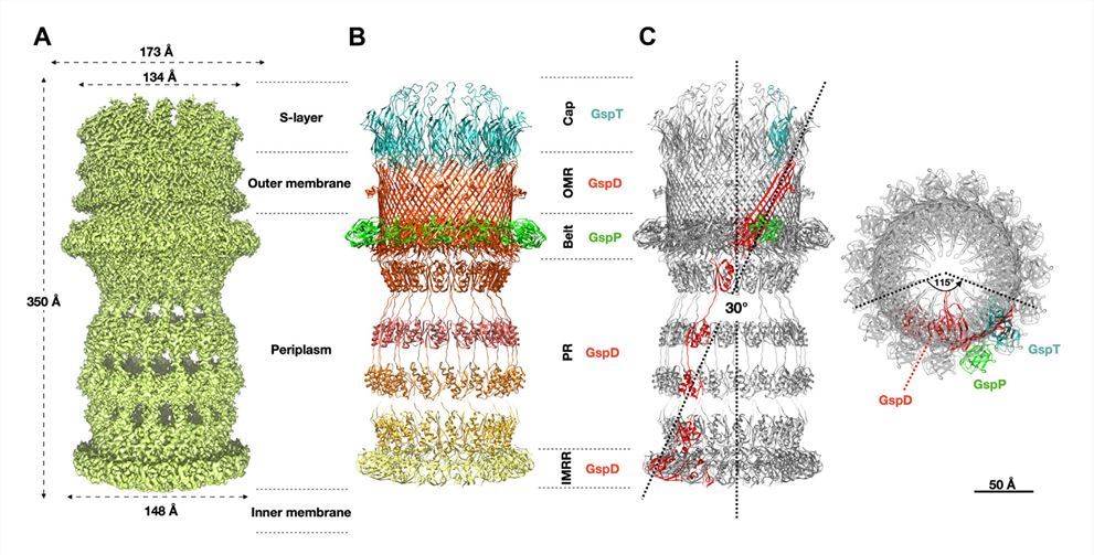 The T2SS structure of D. radiodurans.