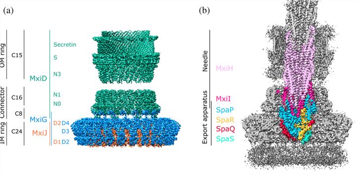 Structure of the TRP channel. a TRPA1; b TRPV1; c TRPM8; d TRPC3; e TRPML1; f TRPN; g TRPP2.