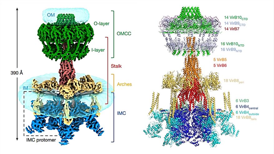 Composite electron density map (left) and overall model (right) of R388 T4SS.