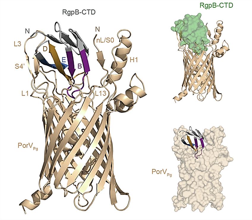 The model of the PorV: RgpB-CTD complex.