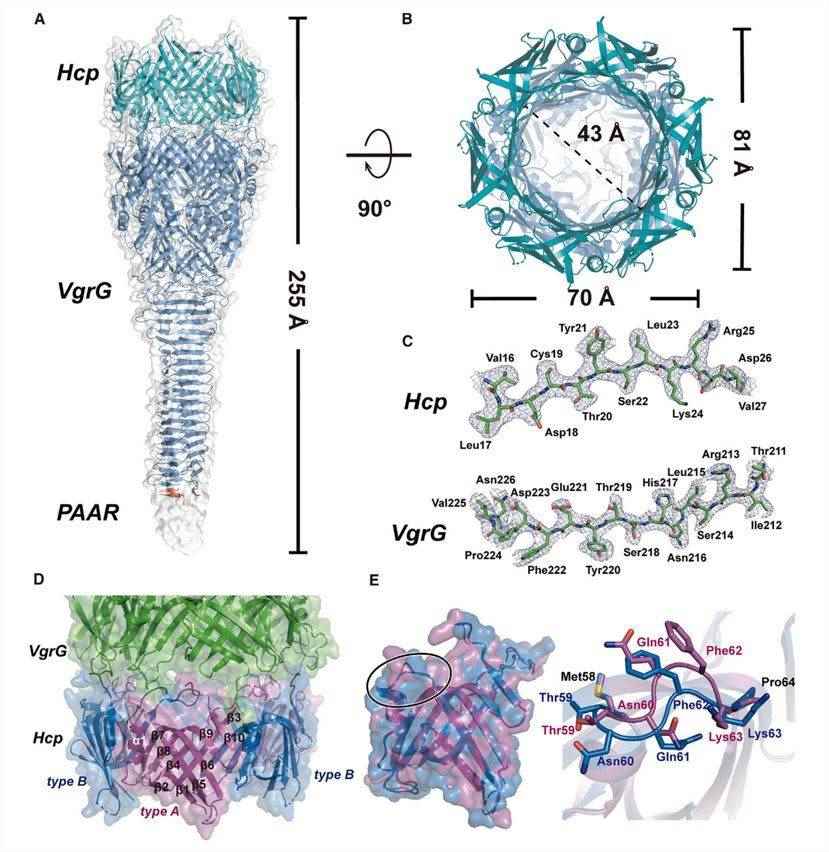 Cryo-electron microscopy structure of the Hcp-VgrG-PAAR complex.