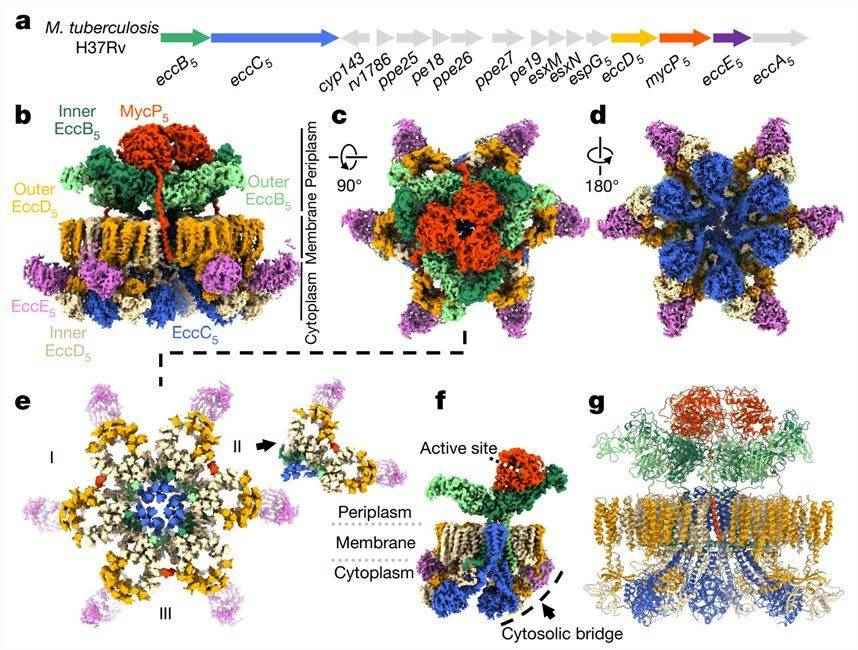 Cryo-EM structure of the intact ESX-5 inner-membrane complex of M. tuberculosis. (Bunduc CM, et al., 2021)