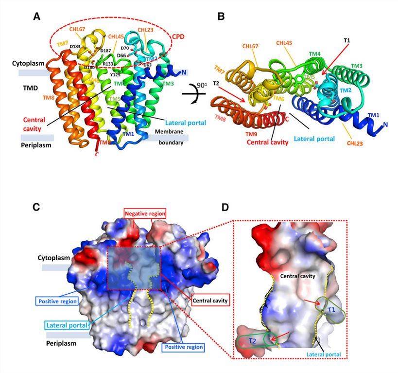 Overall apo-structure of DGGGPase.