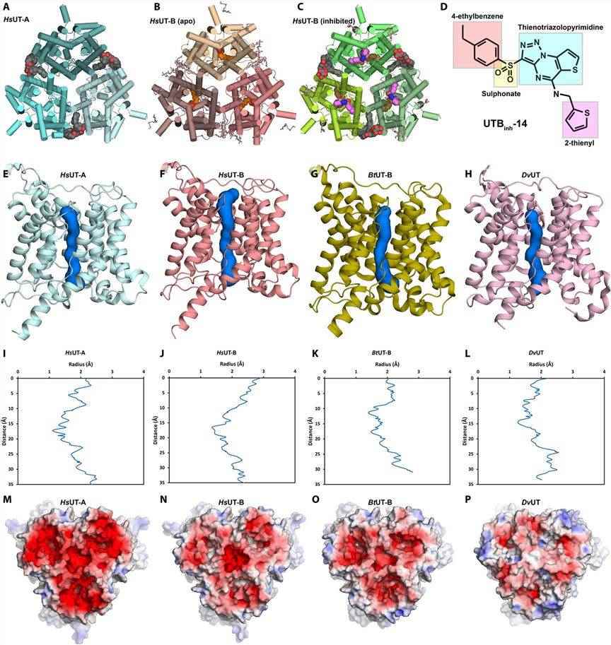 The general structure of HsUT-A and HsUT-B. (Chi G, et al., 2023)