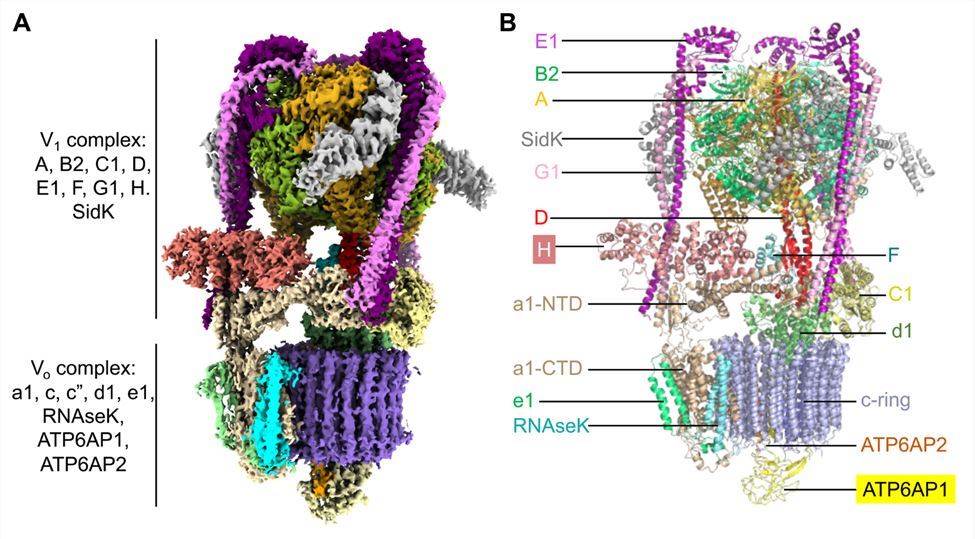 Cryo-EM structure of human V-ATPase.