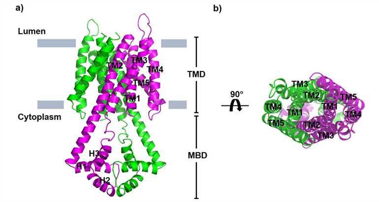 Structural model of the <em>P. falciparum</em> vacuolar iron transporter PfVIT.